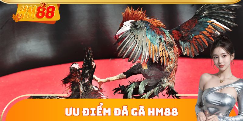 Ưu điểm đá gà HM88