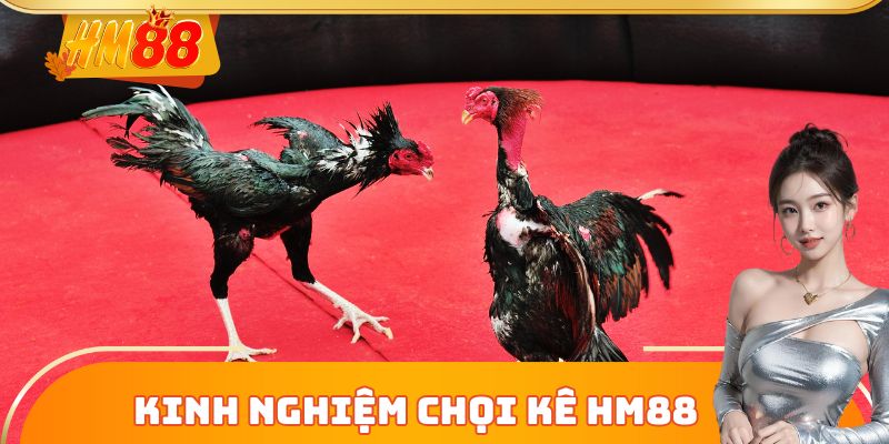 Kinh nghiệm chọi kê HM88